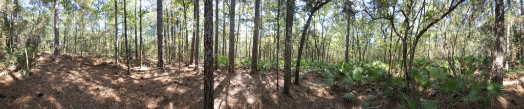 panoramic view of forest