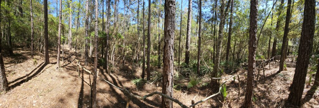 Part of shitty stick fence (panorama)