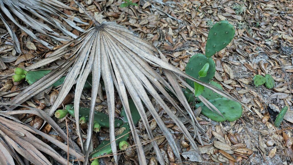 Wild cactuses found growing in the woods
