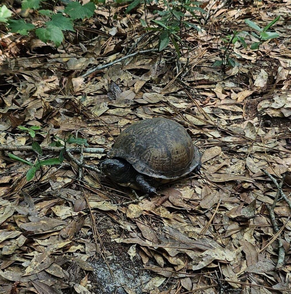 box turtle